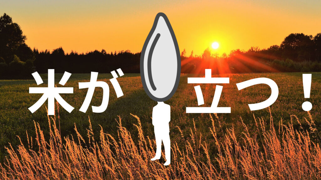 夕焼けに照らされながら畑で米が立っているイメージ